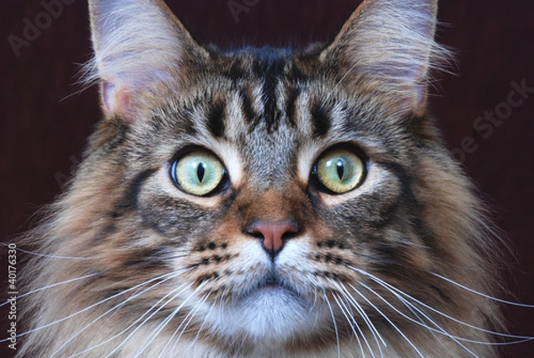 Obraz Maine Coon cat