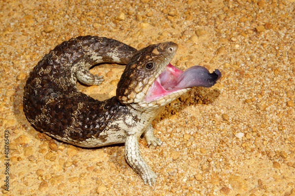 Fototapeta Tiliqua rugosa, the western shingleback or bobtail lizard, threat display with tongue sticking out, near Jerramungup in Western Australia