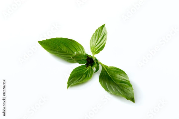 Obraz Sweet basil leaf plant