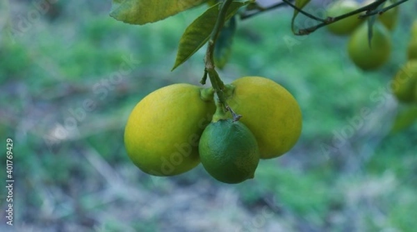 Obraz lemons on tree