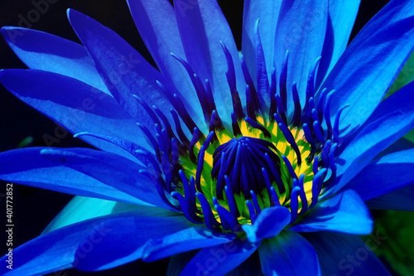 Obraz Macro Fresh Bloom Blue Nymphaea Water lily or Lotus Flower on the lotus lake - Floral backdrops and beautiful details Blue concept                              