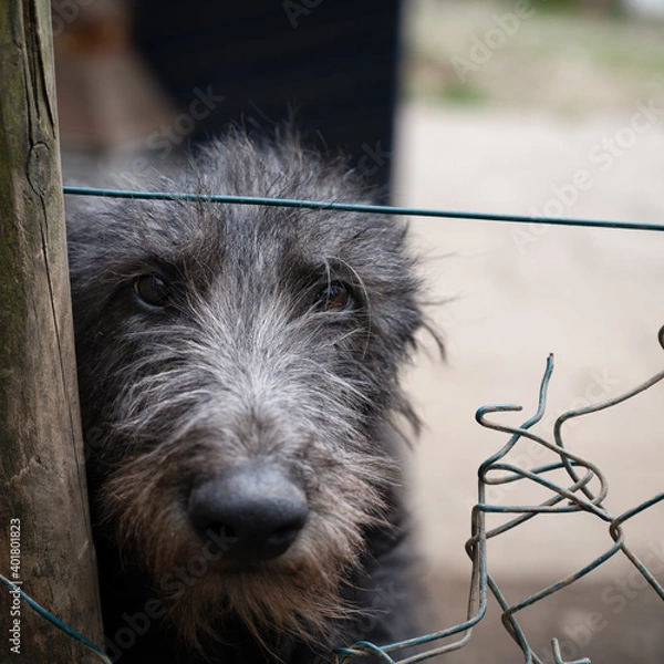 Obraz Schottischer Hirschhund