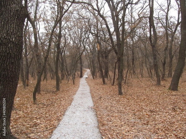 Fototapeta 
Forest Road