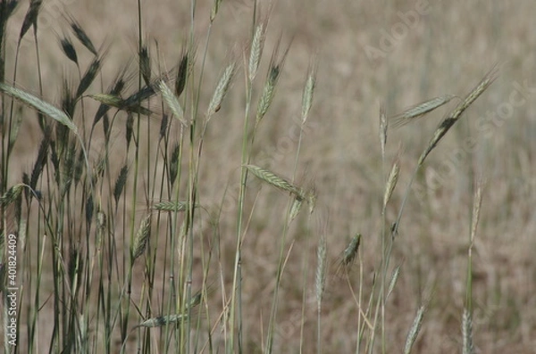 Fototapeta Getreide