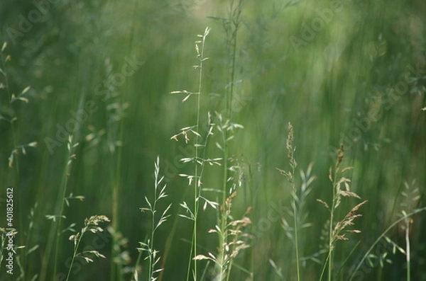 Fototapeta Grashalm