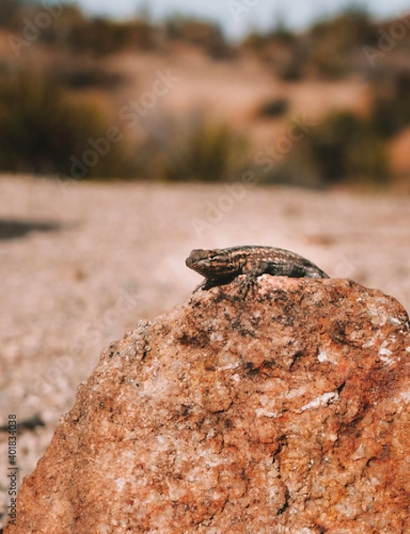 Fototapeta lizard on the rock
