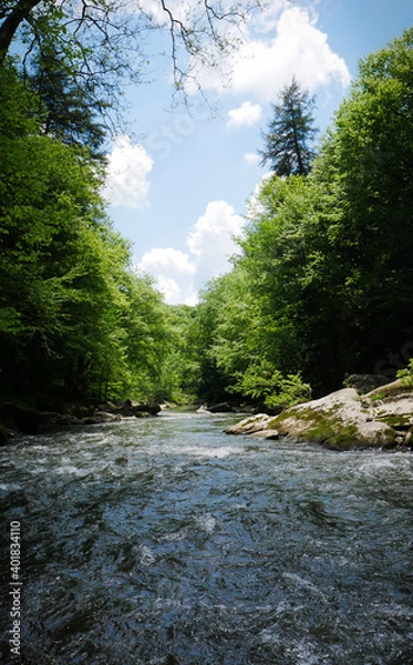 Fototapeta river in the forest