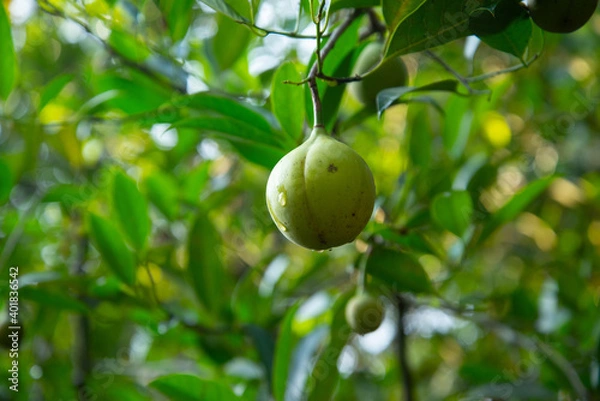 Fototapeta Yellow nutmeg fruit growing on a tree with water droplet running over surface of skin, Nature photography, Macro photography