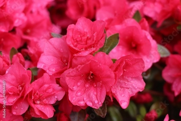 Obraz Pink Azaleas with rain dew