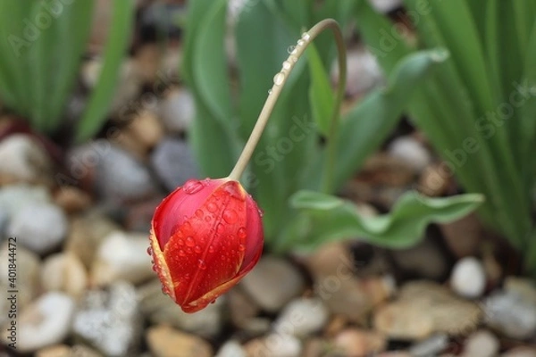 Obraz Red Tulip with dew bending from the rain
