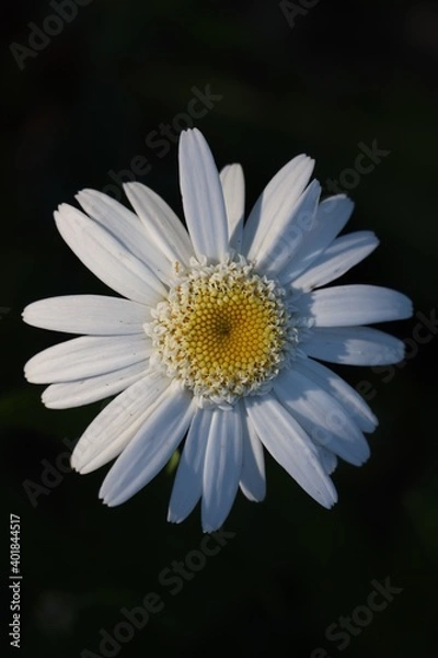 Obraz White Daisy on black background