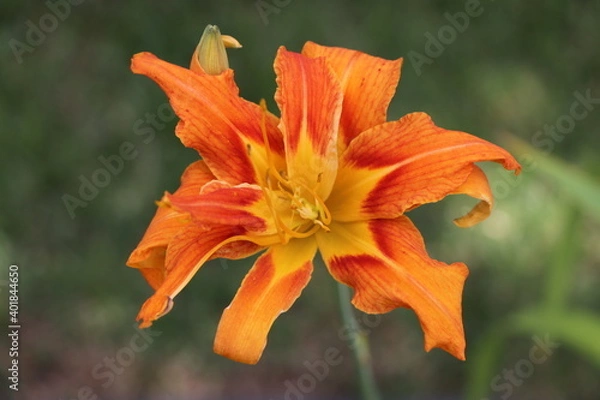 Obraz Orange Tiger Lily close-up