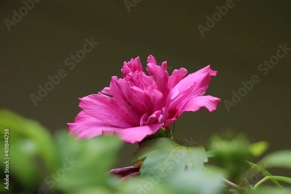 Obraz Pink Hyacinth close-up