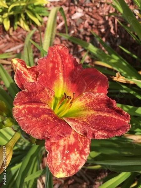 Fototapeta red and yellow flower