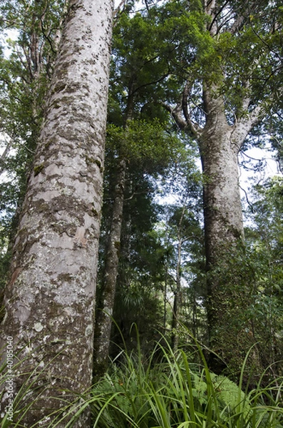 Obraz Kauri Puketi Forest, NZ
