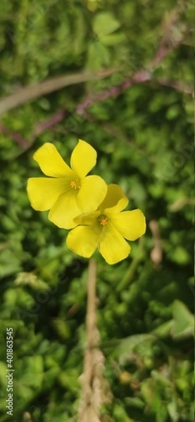 Fototapeta yellow flower