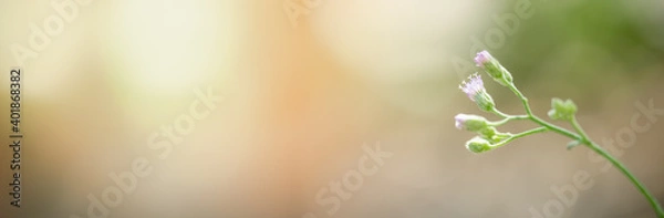 Fototapeta Closeup of nature mini flower on blurred background under sunlight with bokeh and copy space using as background natural plants landscape, ecology cover page concept.