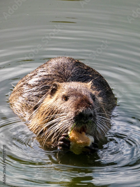 Fototapeta nutria eats bread