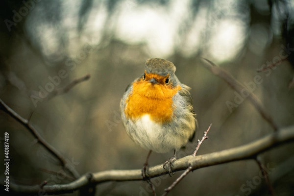 Obraz Vogel im seitenprofil