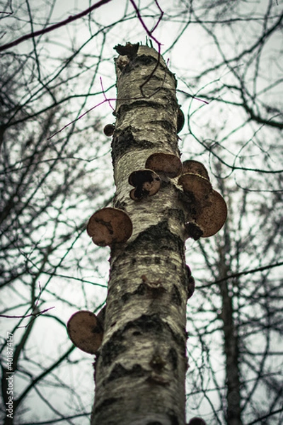 Obraz Pilze auf Bäumen im Wald