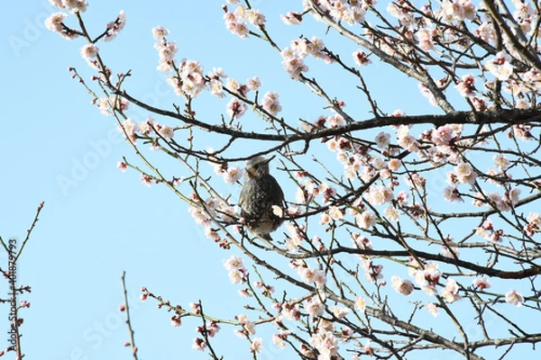 Fototapeta 早春の公園に咲くピンク色の梅の花と鳥