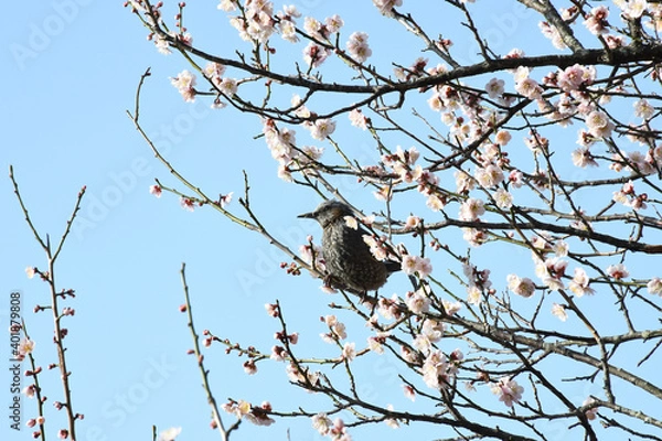Obraz 早春の公園に咲くピンク色の梅の花と鳥