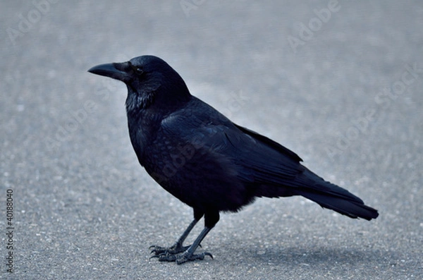 Obraz カラス