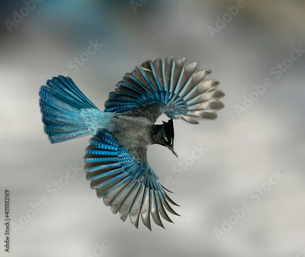 Obraz Steller's Jay Wings Wide - A Steller's Jay spreads its wings creating a beautiful blue fan like effect. Sapphire Point,  Dillon, Summit County, Colorado. 
