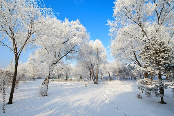 Fototapeta The beautiful forests with rime in winter landscape.