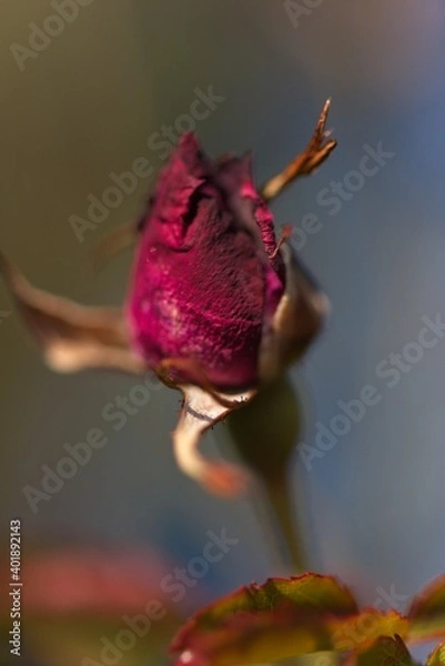 Obraz Rose Bud - Fall Colors