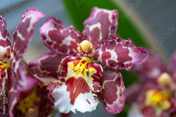 Obraz Pink Candy Orchid