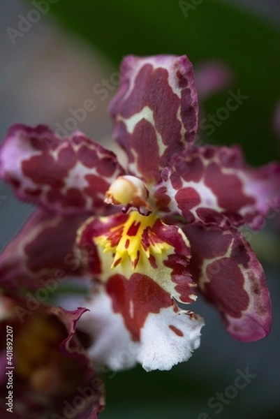 Obraz Pink Candy Orchid