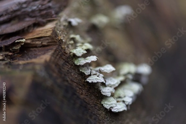 Obraz Lichen