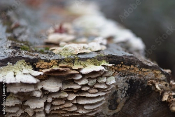 Obraz mushrooms on tree