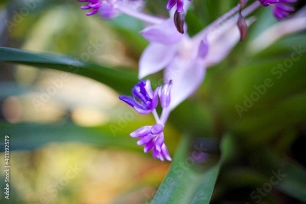 Obraz Pink Orchid