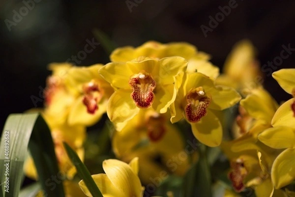 Obraz Orchid