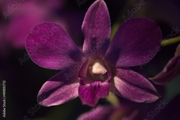 Obraz Orchid