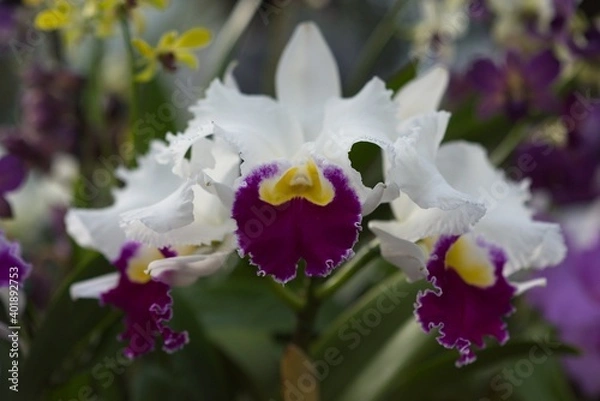 Obraz Orchids 