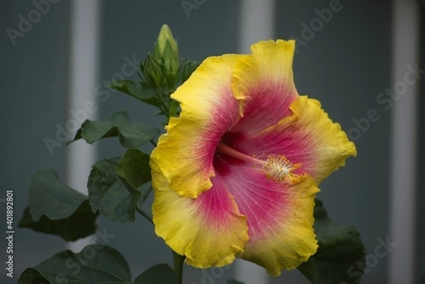 Obraz red and yellow flower