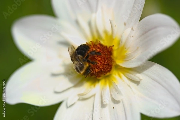 Obraz Dahlia Feeding Bee
