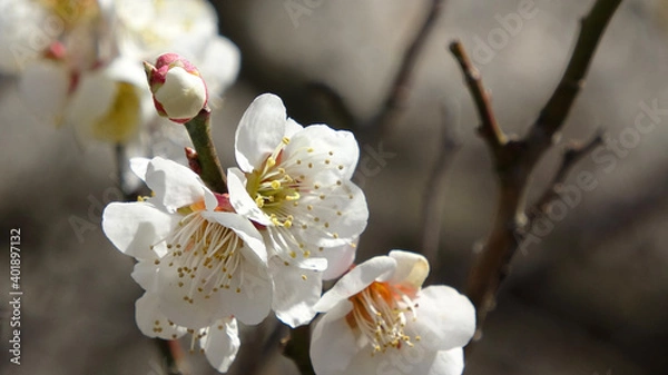Fototapeta 梅の花・梅ロード（福島県・郡山市）
