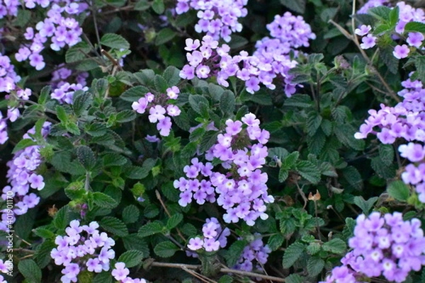 Obraz flowers in garden