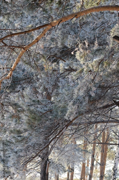 Fototapeta Beautiful spruce branches in snow