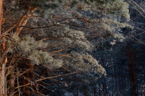 Fototapeta Strange branches in winter land