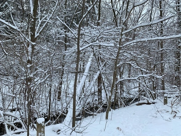 Obraz snow covered trees