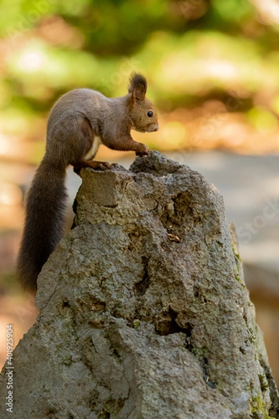 Fototapeta エゾリス