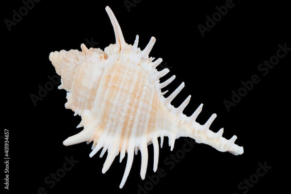 Fototapeta Seashell isolated on a black background. Macro photography.  Beautiful seashell close-up.