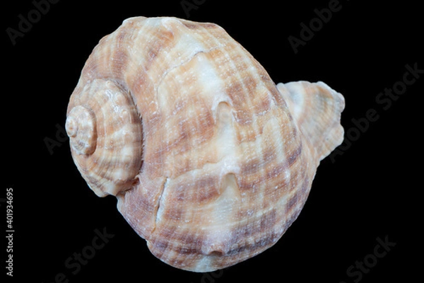 Fototapeta Seashell isolated on a black background. Macro photography.  Beautiful seashell close-up.