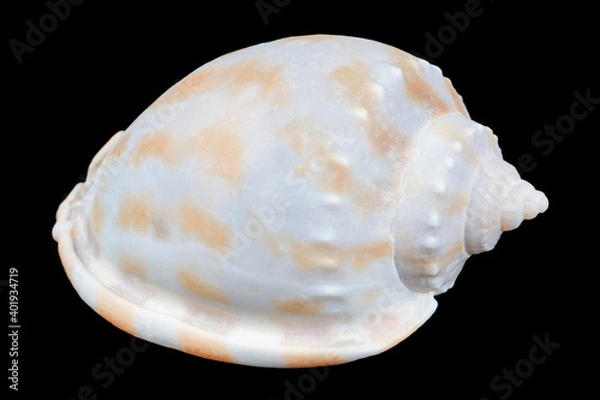 Fototapeta Seashell isolated on a black background. Macro photography.  Beautiful seashell close-up.