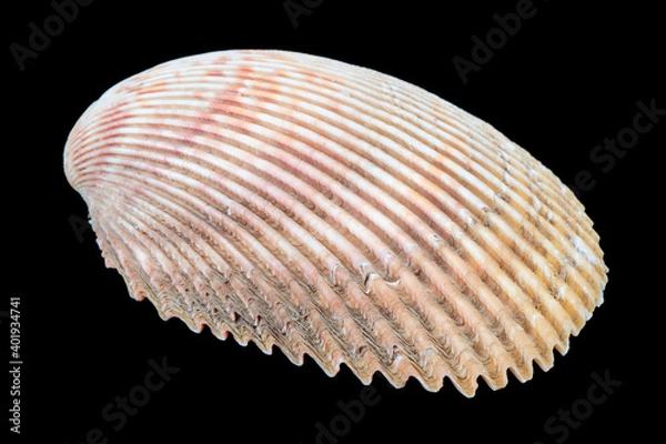 Fototapeta Seashell isolated on a black background. Macro photography.  Beautiful seashell close-up.